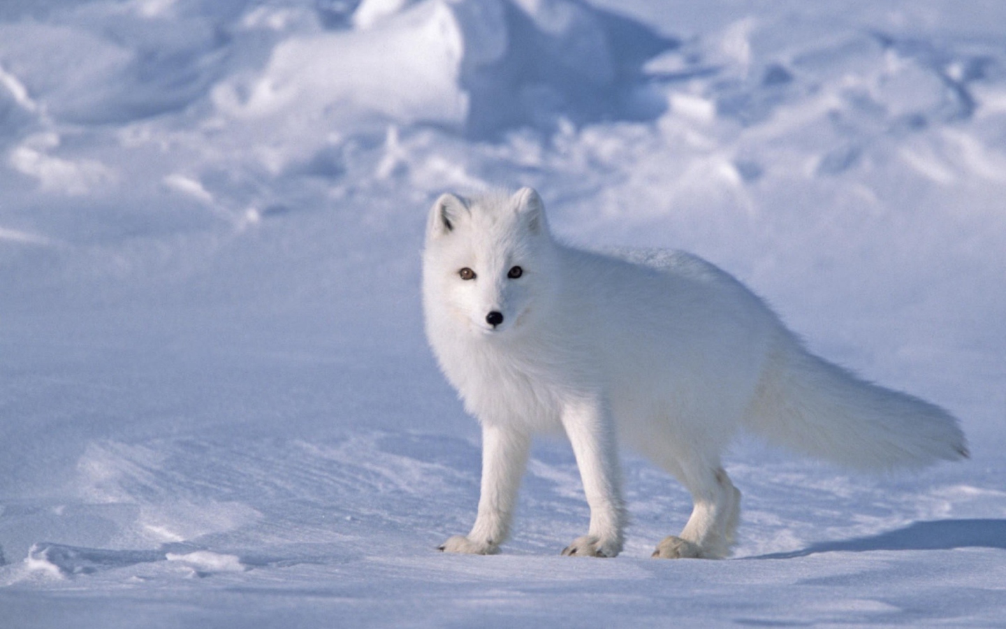 Screenshot №1 pro téma Arctic Fox On Sea Ice In Arctic Ocean 1440x900