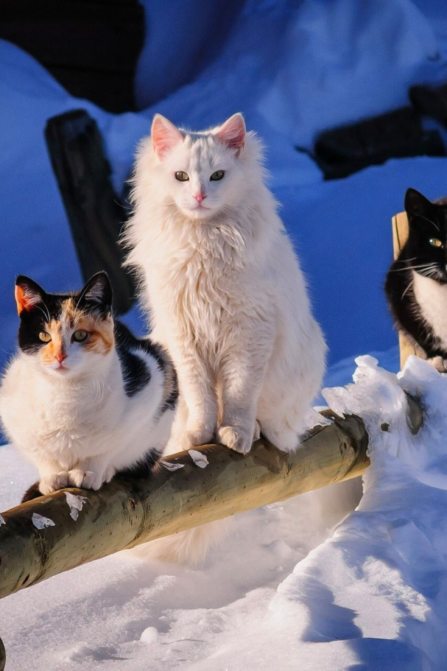 Winter Cats screenshot #1 640x960