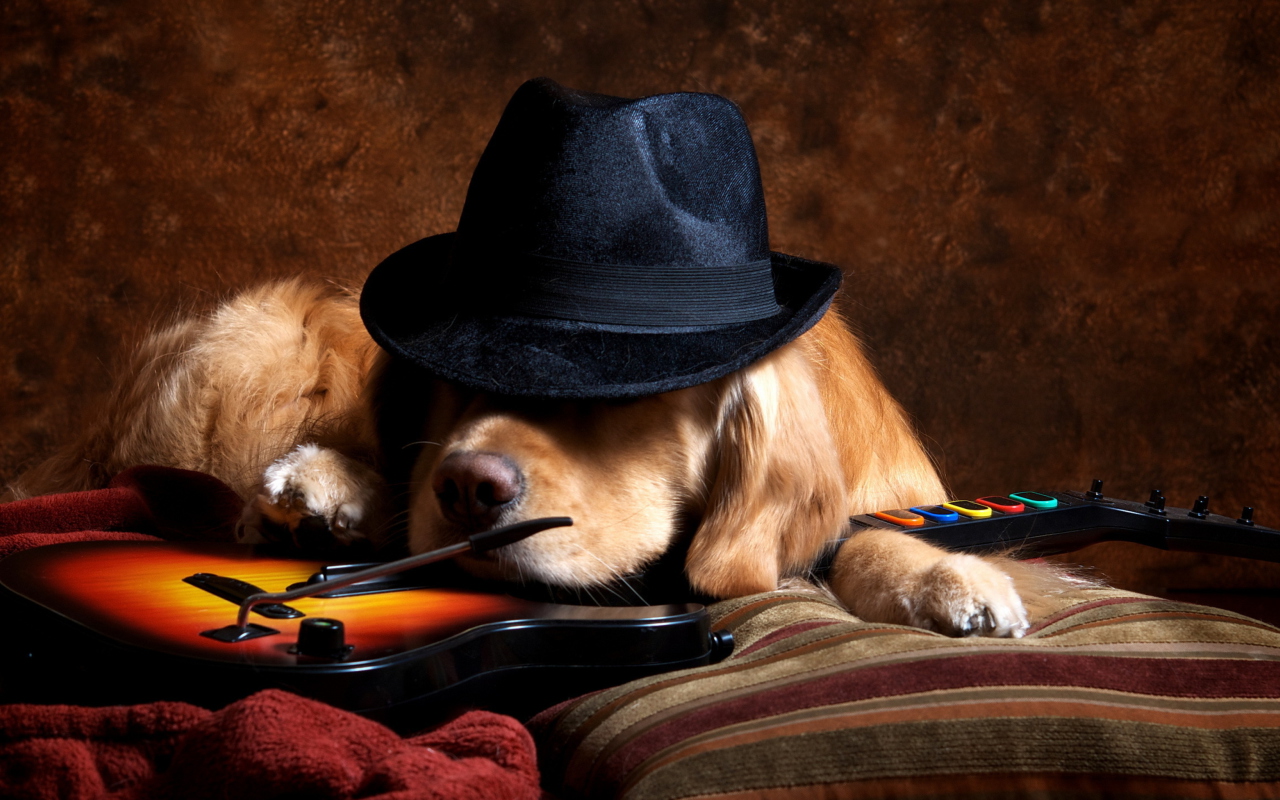 Das Dog In Hat Wallpaper 1280x800