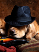 Обои Dog In Hat 132x176