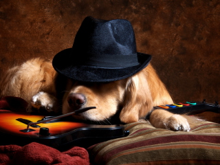 Das Dog In Hat Wallpaper 320x240