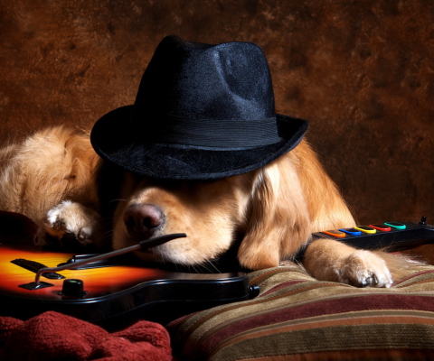 Das Dog In Hat Wallpaper 480x400