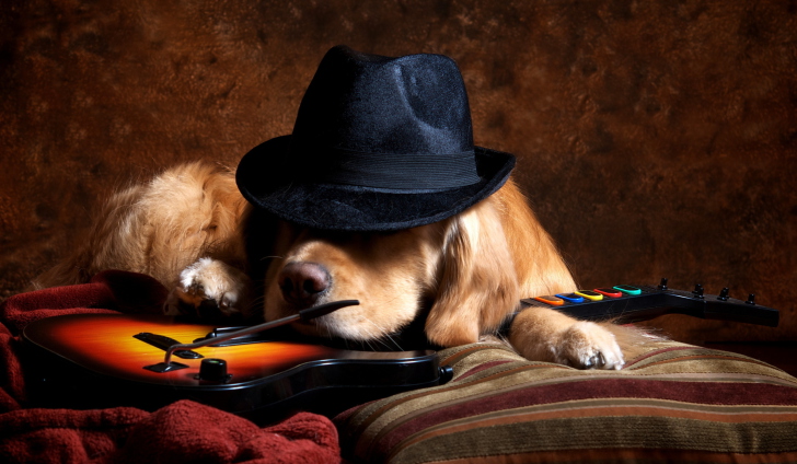 Das Dog In Hat Wallpaper