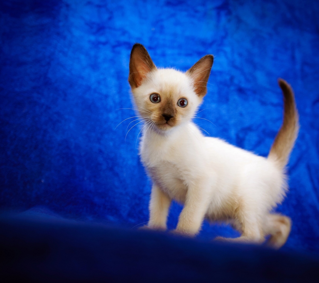 Cute Siamese Kitten wallpaper 1080x960