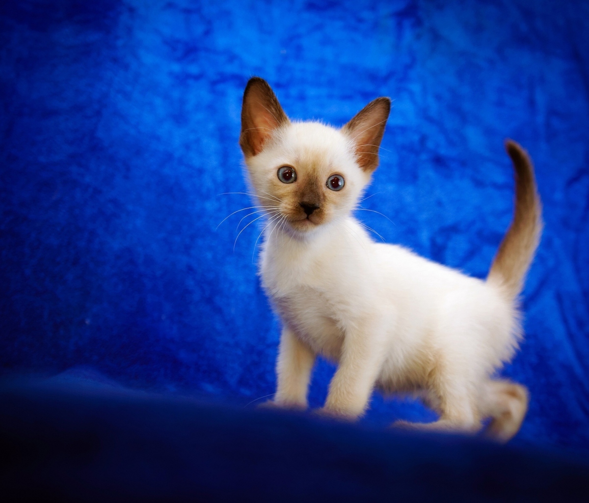 Обои Cute Siamese Kitten 1200x1024