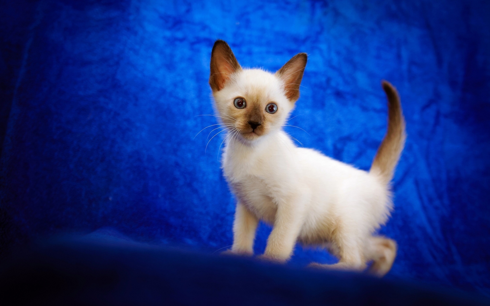 Cute Siamese Kitten wallpaper 1680x1050