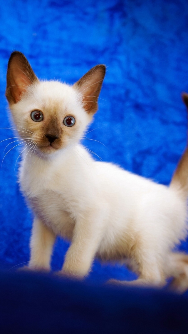 Обои Cute Siamese Kitten 640x1136