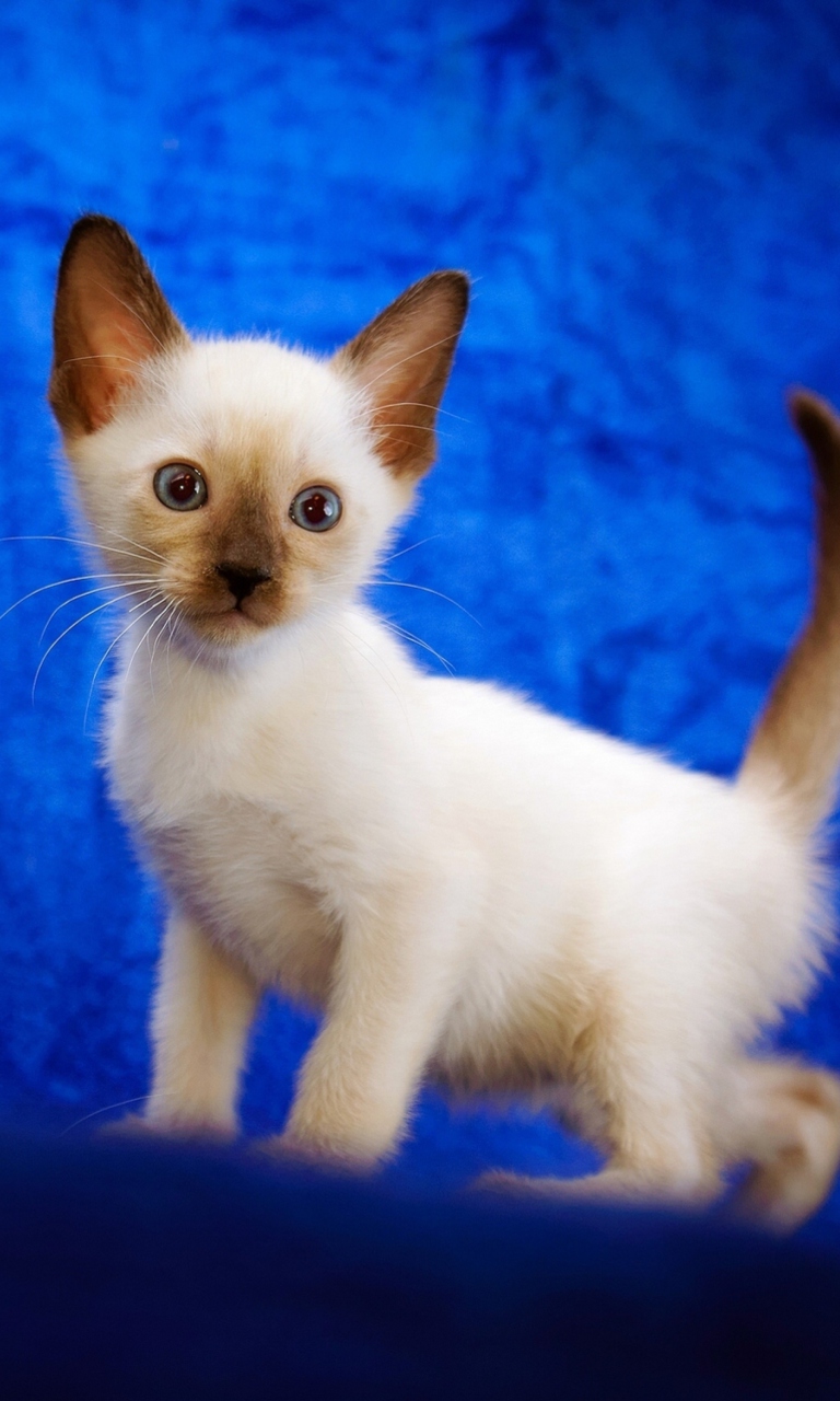 Cute Siamese Kitten wallpaper 768x1280