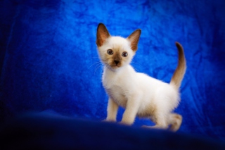 Cute Siamese Kitten - Obrázkek zdarma pro 1366x768
