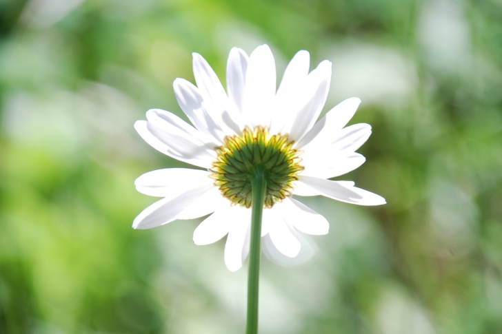 Daisy In The Sun wallpaper