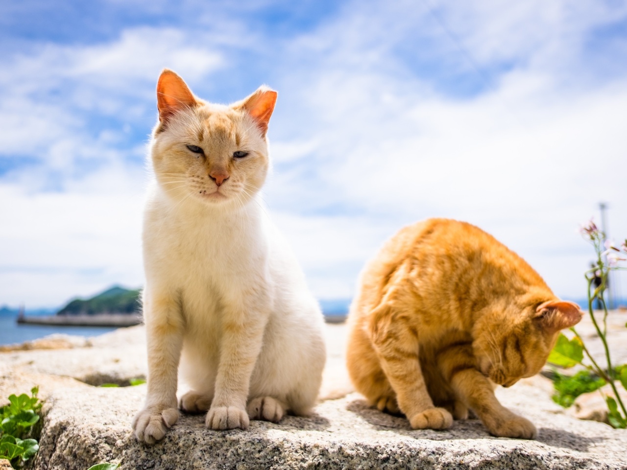 Summer Cats wallpaper 1280x960