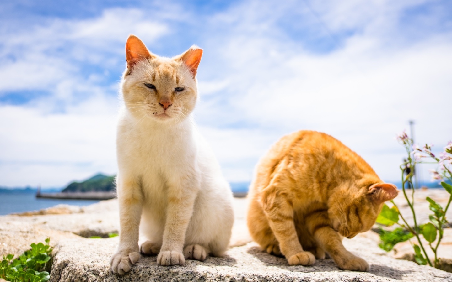 Обои Summer Cats 1440x900