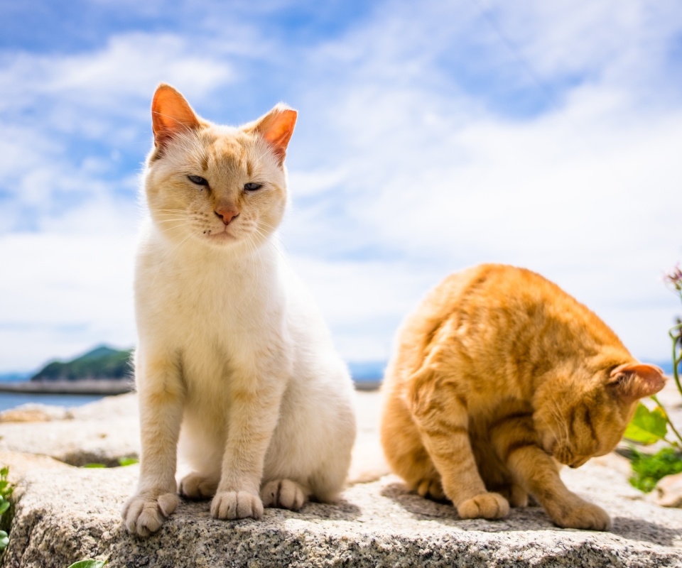 Summer Cats wallpaper 960x800