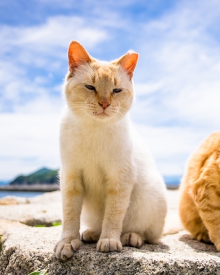 Картинка Summer Cats на телефон Nokia 5233