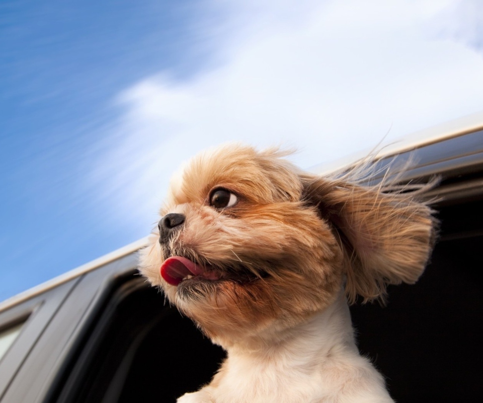 Funny Dog Enjoying Wind wallpaper 960x800