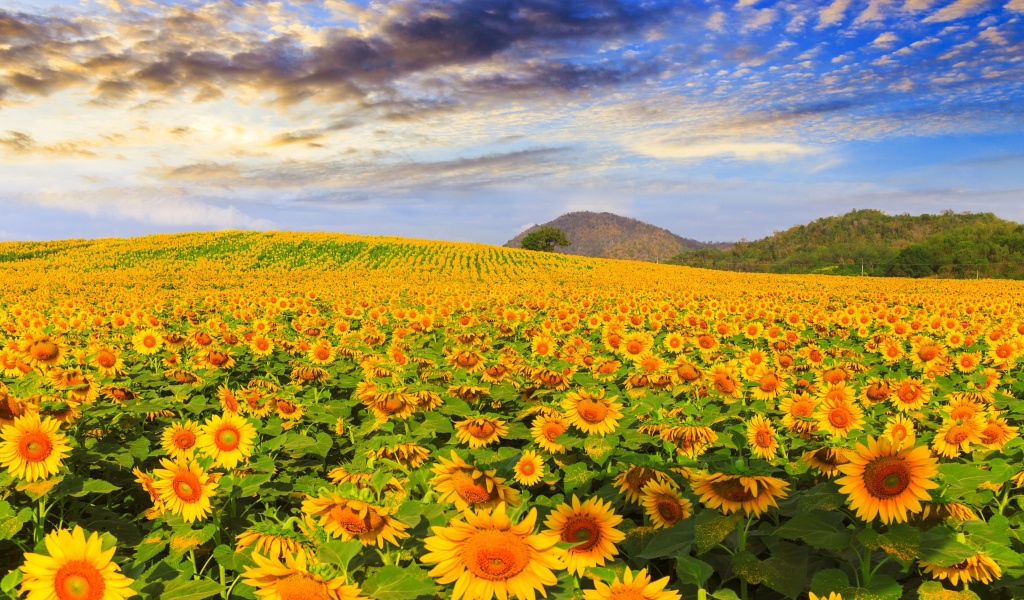 Обои Sunflower Field 1024x600