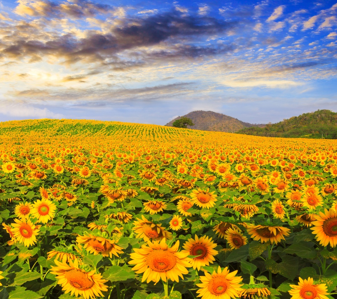 Fondo de pantalla Sunflower Field 1080x960