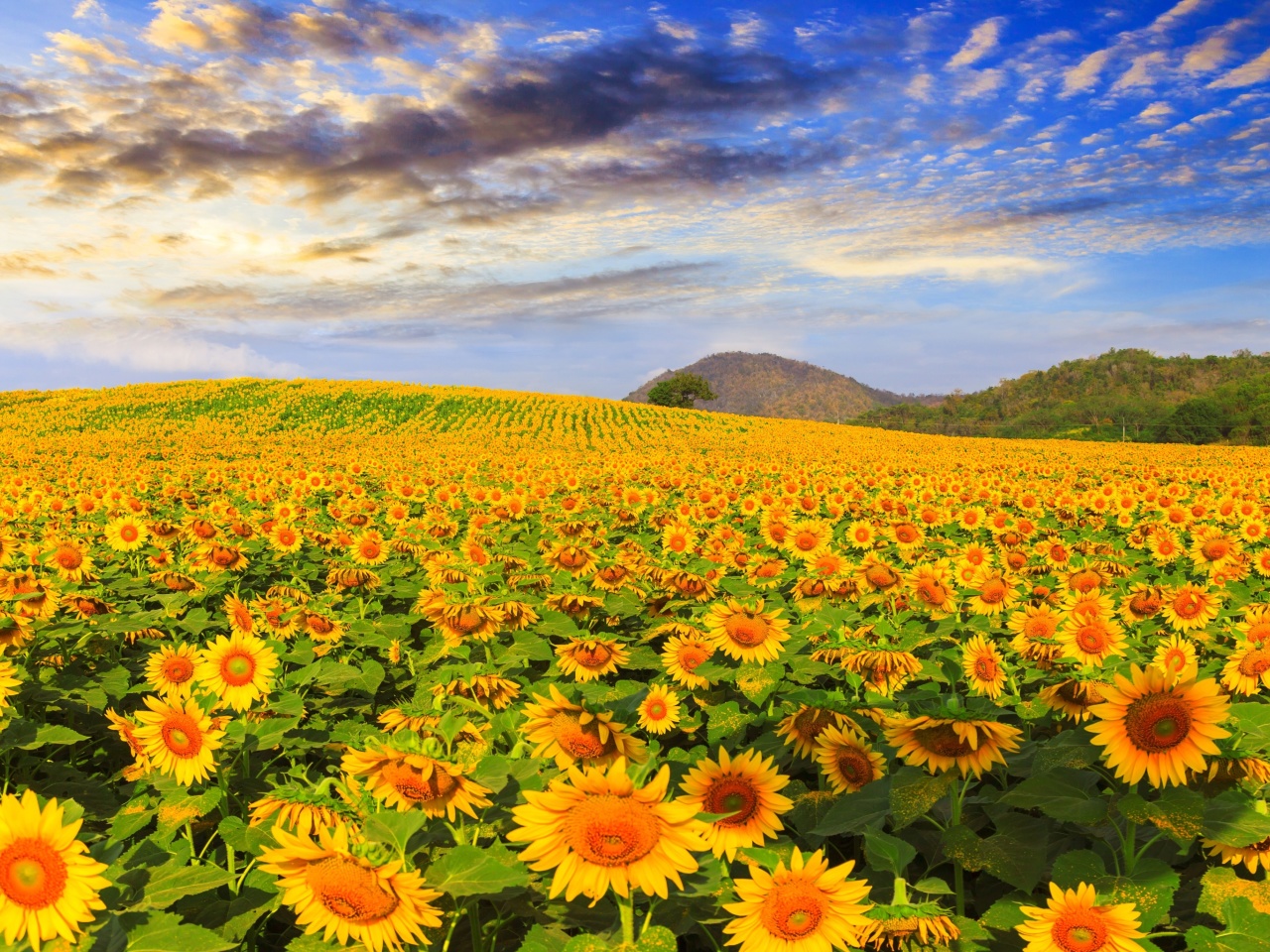 Das Sunflower Field Wallpaper 1280x960