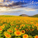 Fondo de pantalla Sunflower Field 128x128