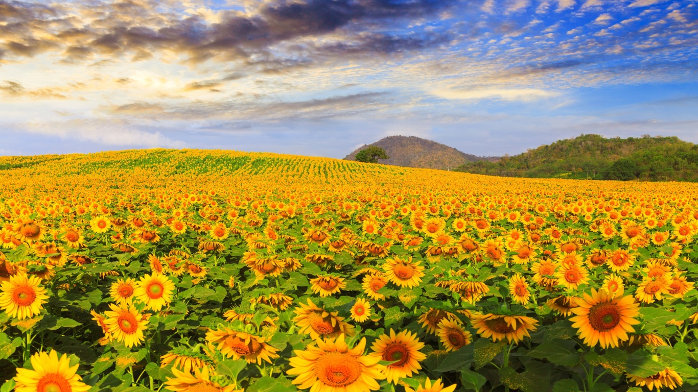 Das Sunflower Field Wallpaper 1366x768