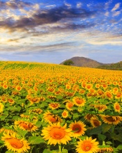 Das Sunflower Field Wallpaper 176x220