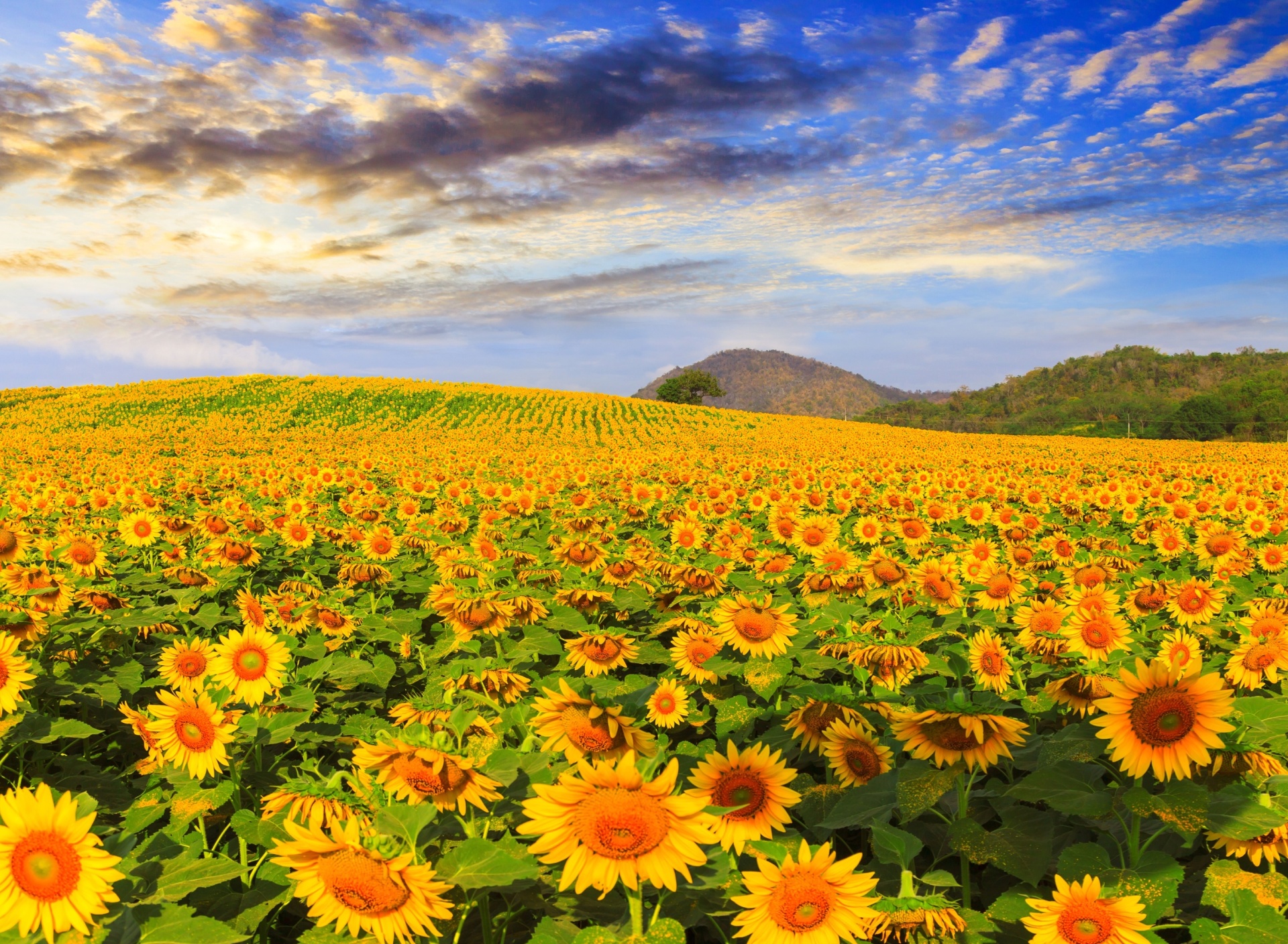 Das Sunflower Field Wallpaper 1920x1408