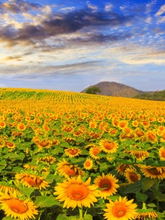 Das Sunflower Field Wallpaper 240x320