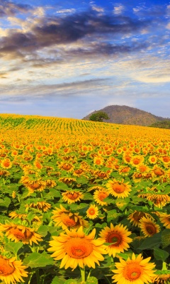 Sunflower Field wallpaper 240x400