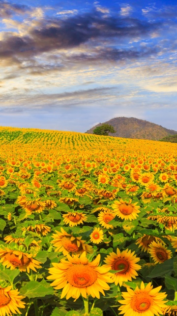 Sunflower Field wallpaper 360x640