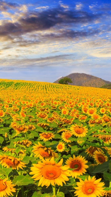 Fondo de pantalla Sunflower Field 360x640