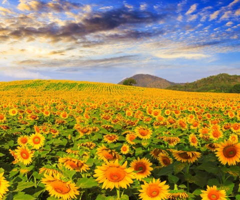 Das Sunflower Field Wallpaper 480x400