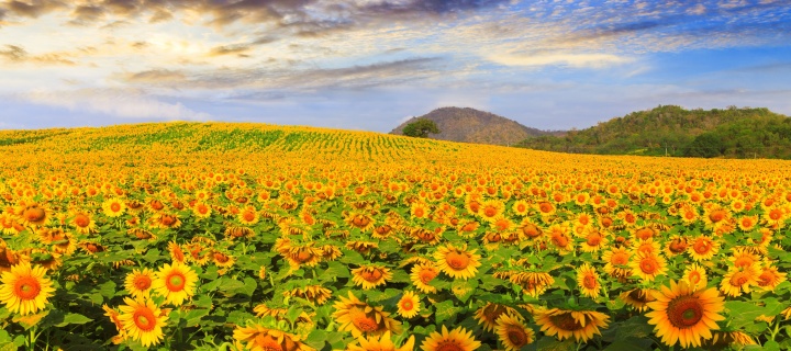 Обои Sunflower Field 720x320