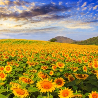 Sunflower Field sfondi gratuiti per 208x208