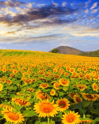 Sunflower Field papel de parede para celular para Nokia Lumia 800