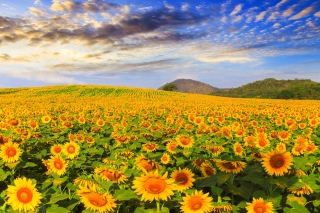 Free Sunflower Field Picture for Android, iPhone and iPad