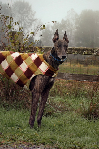 Das Brown Sighthound Wallpaper 320x480