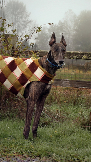 Обои Brown Sighthound 360x640