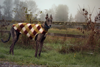 Brown Sighthound - Obrázkek zdarma pro Sony Xperia C3