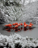 Sfondi Flamingo on Lake 128x160