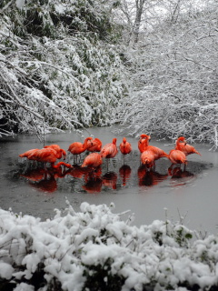 Обои Flamingo on Lake 240x320