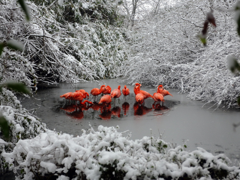 Обои Flamingo on Lake 800x600