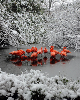 Flamingo on Lake - Obrázkek zdarma pro Nokia Asha 305