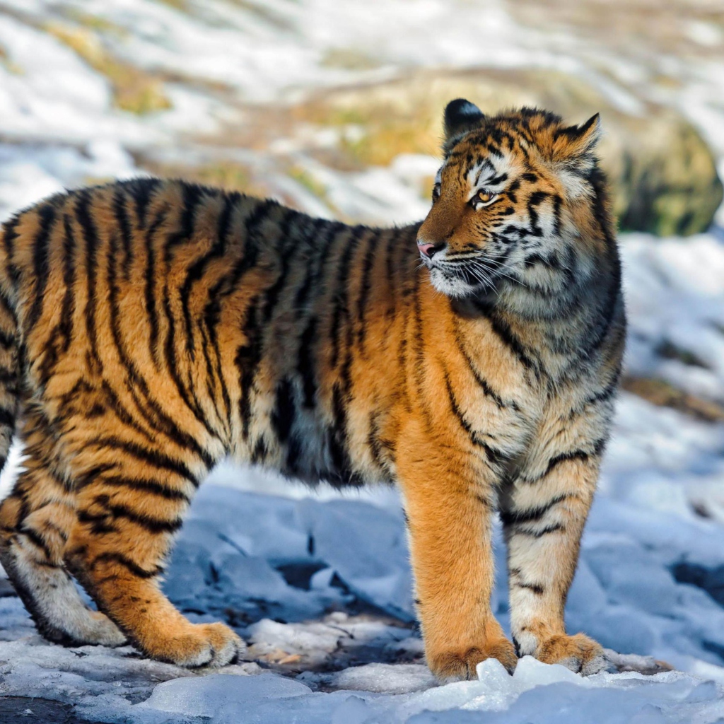 Das Tiger in Snow Wallpaper 1024x1024