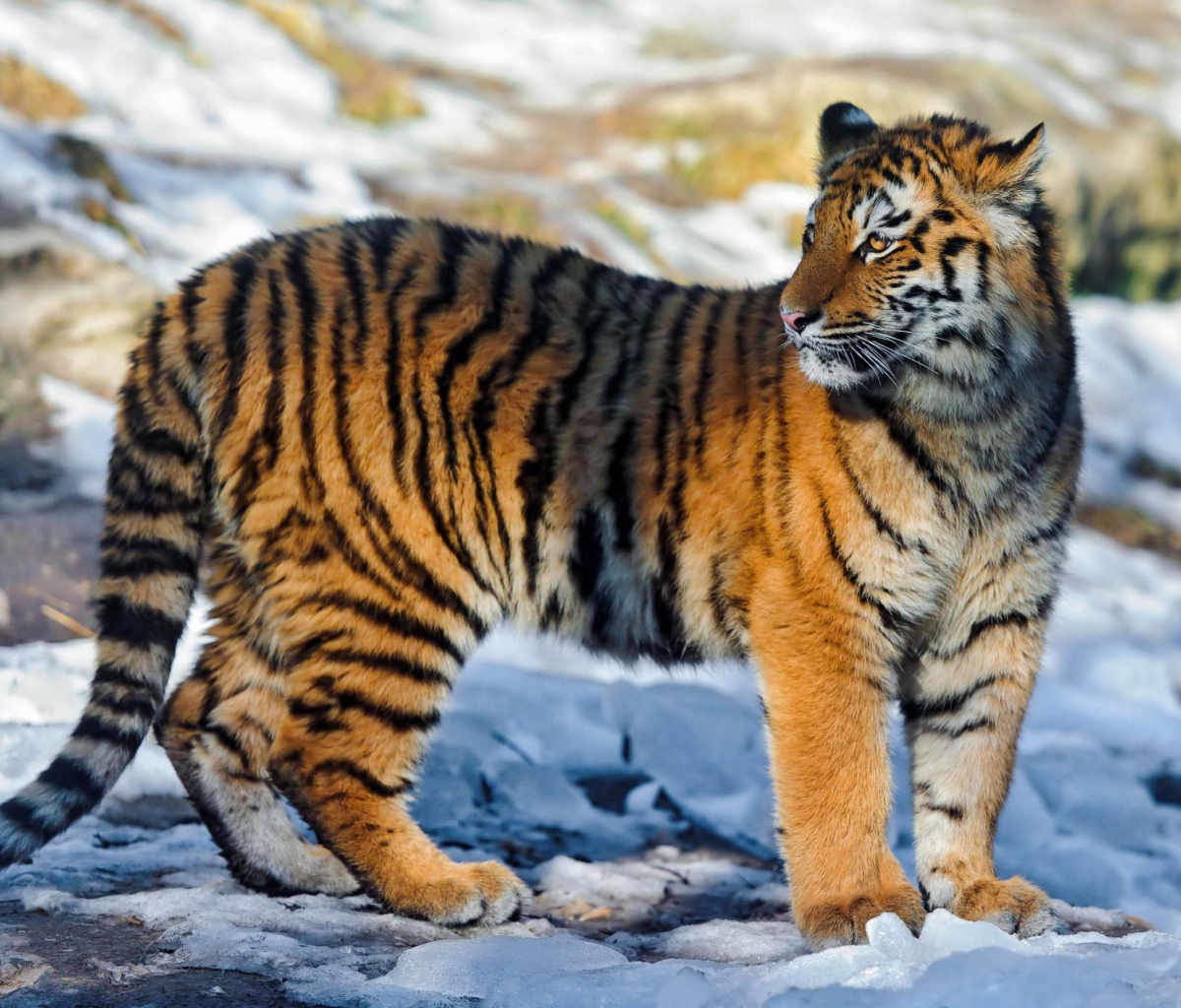 Fondo de pantalla Tiger in Snow 1200x1024