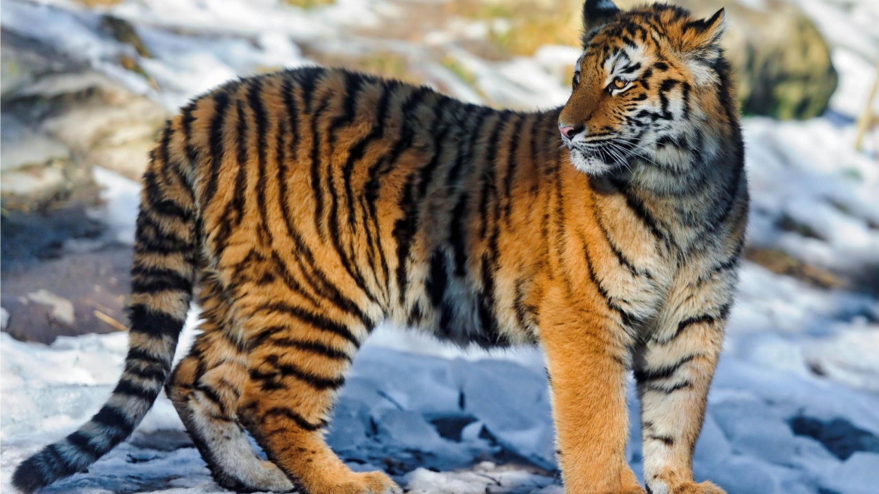 Das Tiger in Snow Wallpaper 1280x720