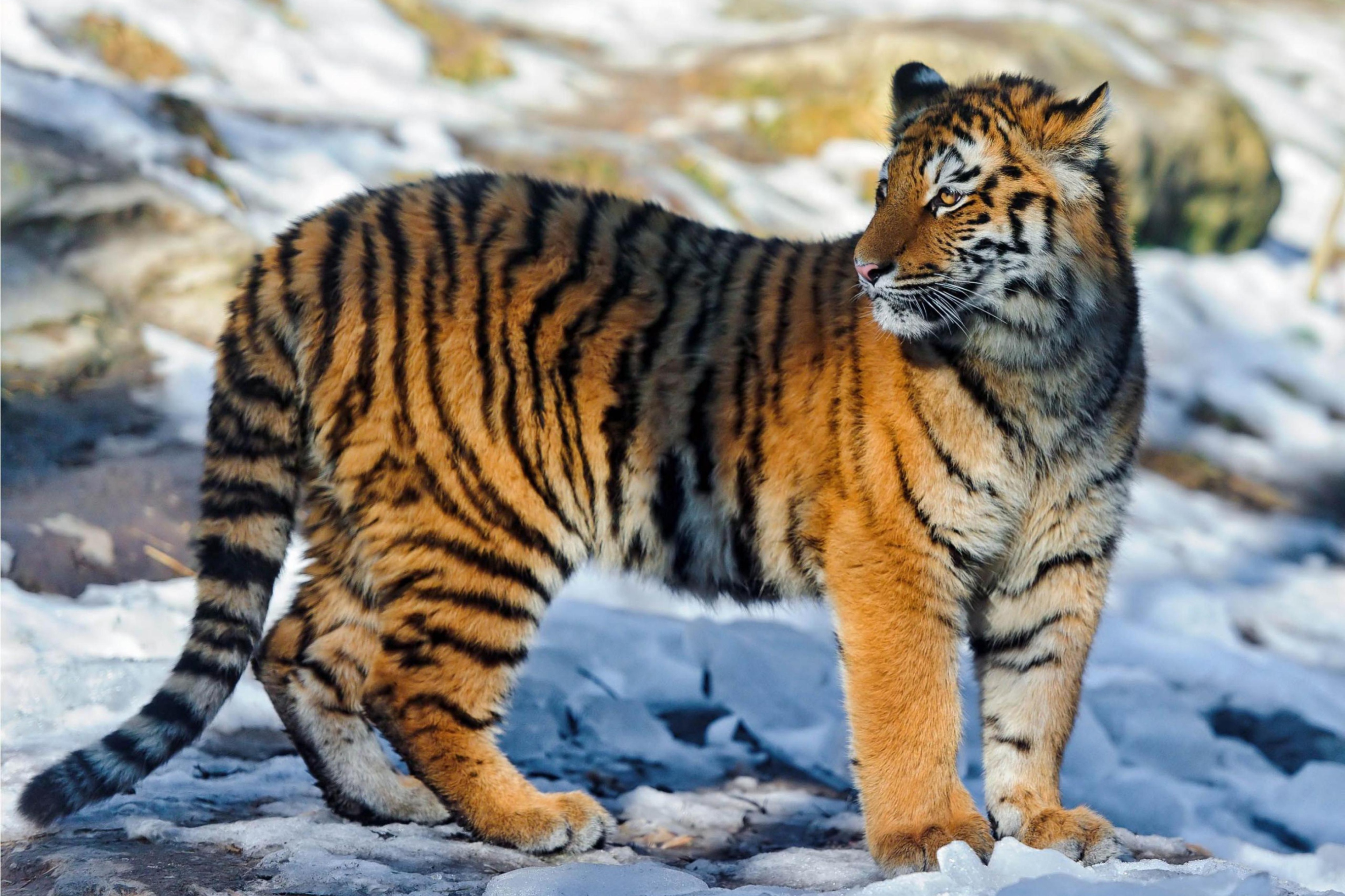 Das Tiger in Snow Wallpaper 2880x1920