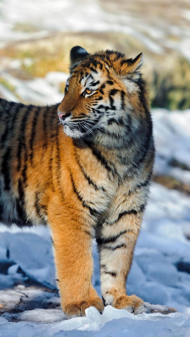 Das Tiger in Snow Wallpaper 640x1136