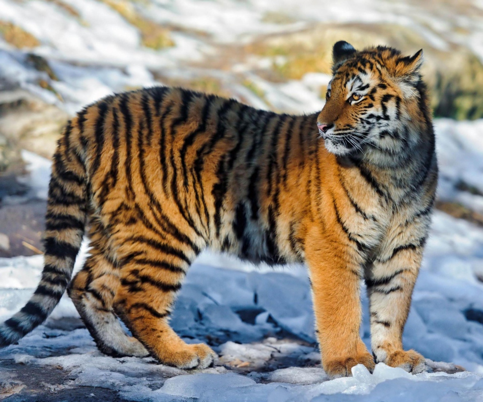 Das Tiger in Snow Wallpaper 960x800