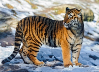 Tiger in Snow - Obrázkek zdarma pro 1280x720