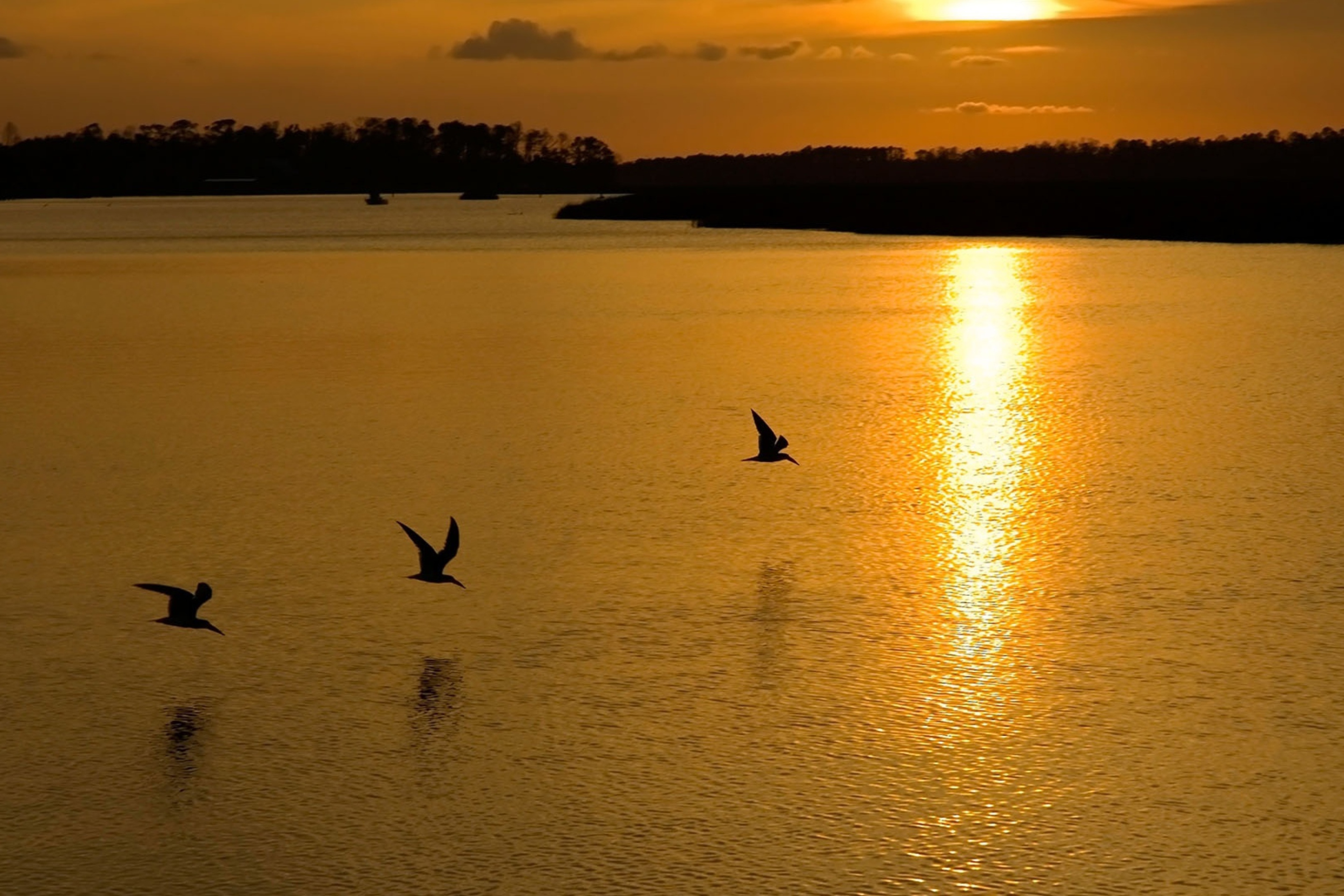 Обои Birds, Lake And Sunset 2880x1920